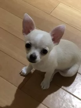 K.T 様のお迎えした子犬