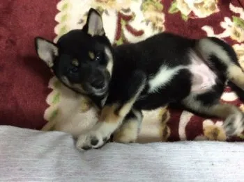 はなパパ 様のお迎えした子犬