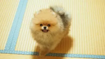 K.T 様のお迎えした子犬