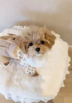 さくちゃん 様のお迎えした子犬