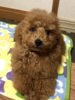 MIKI 様のお迎えした子犬