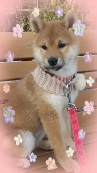 T.S 様のお迎えした子犬