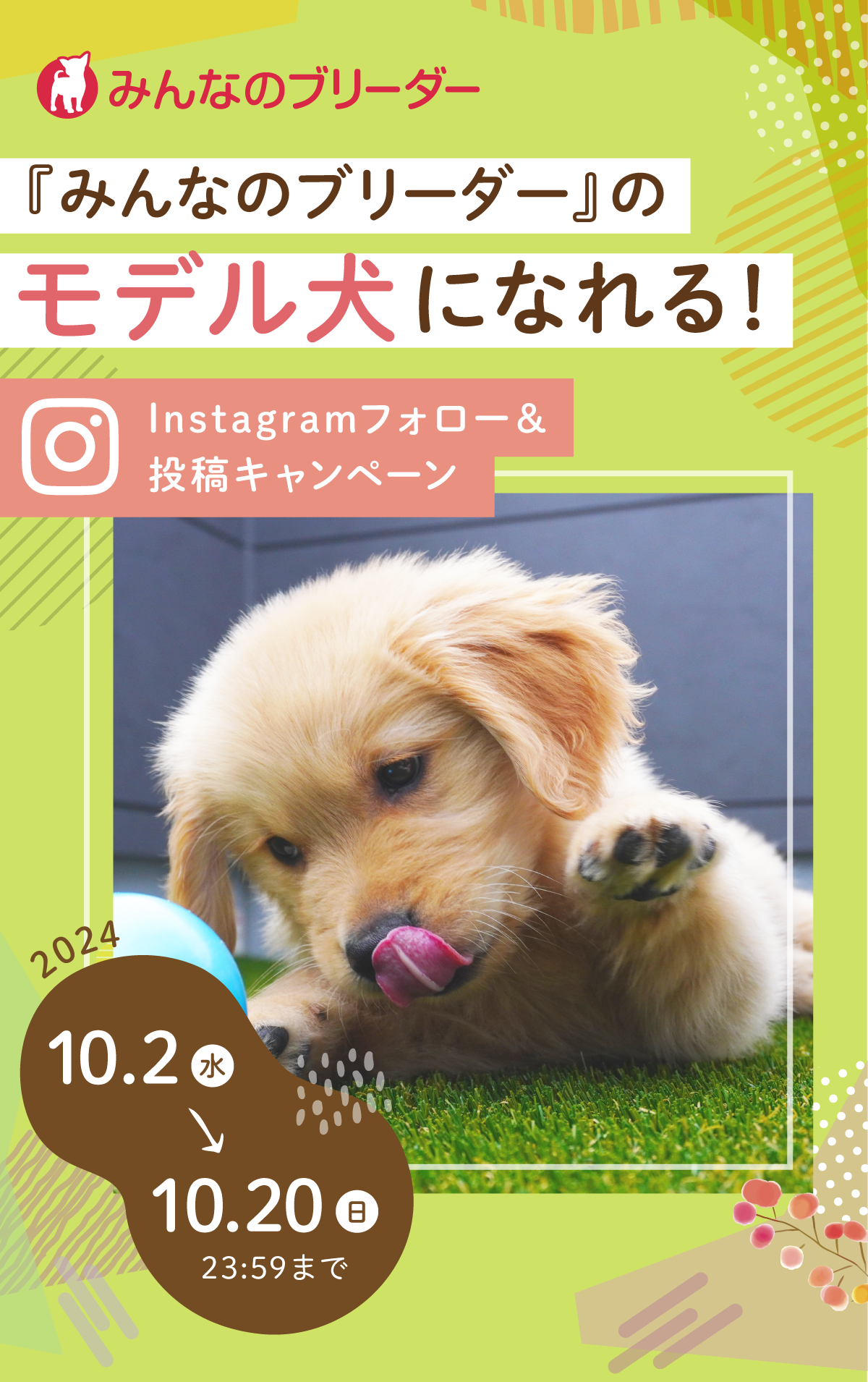 『みんなのブリーダー』のモデル犬になれる！ Instagramフォロー＆投稿キャンペーン