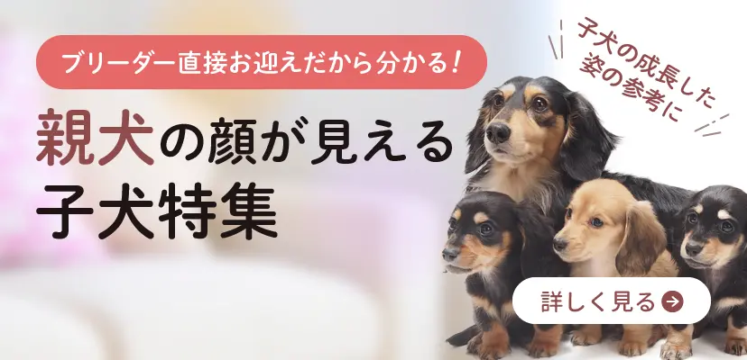 ペット 子犬 販売 販売